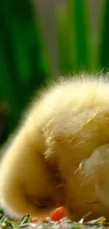 Fluffy chick resting on green grass surrounded by plants.