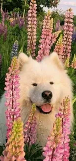 White fluffy dog surrounded by pink lupines in a green meadow.