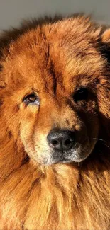 Close-up of a fluffy brown dog in natural lighting, perfect for mobile wallpaper.