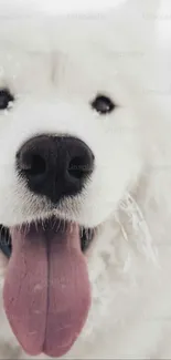 Close-up of fluffy white dog's face with tongue out.