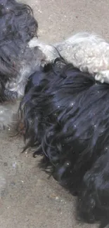 Two fluffy dogs play on a concrete surface.