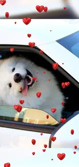 Fluffy white dog with red hearts in a car window.