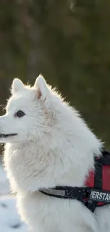 Fluffy white dog with red harness in snowy woodland.