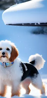 Fluffy dog with colorful collar standing in snowy landscape.