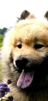 Fluffy dog surrounded by wildflowers in a scenic meadow.