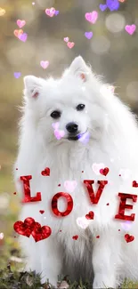 Fluffy white dog with love hearts wallpaper.