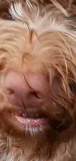 Close-up of a fluffy dog's nose with brown fur.