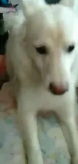 Fluffy white dog on a colorful blanket.