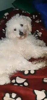 Fluffy white dog lying on a paw-patterned red blanket.