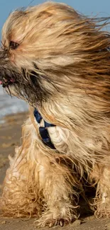 Fluffy dog enjoying a windy beach day, surrounded by sand and ocean waves.