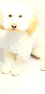 Fluffy white dog sitting on a wooden floor.