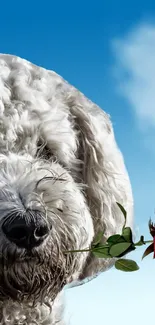 Fluffy white dog with a red rose against a blue sky.