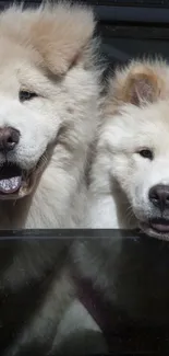 Two fluffy dogs enjoying a car ride.