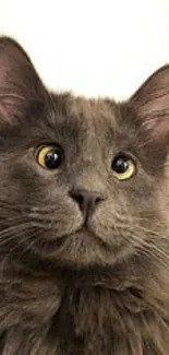 Adorable fluffy gray cat with bright eyes.