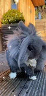 Gray fluffy rabbit on a wooden deck with sparkles.