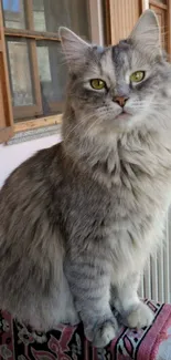 Fluffy grey cat sitting indoors on patterned blanket.