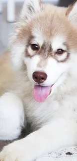 Fluffy husky puppy lying on the floor.