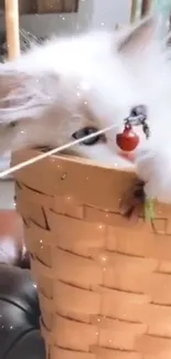 Fluffy kitten adorably peeking from a rustic basket.