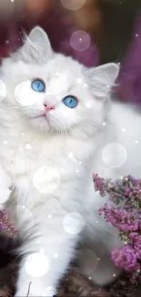 A fluffy white kitten with blue eyes among purple flowers.