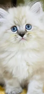 Fluffy kitten with blue eyes on beige background.