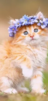 Fluffy orange kitten with a purple flower crown in a field.