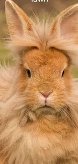 Fluffy brown bunny with funny text.