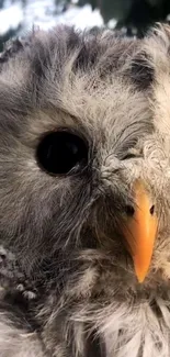 Close-up of a fluffy owl with expressive eyes.