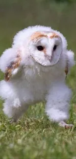 Fluffy owl running on a green meadow.