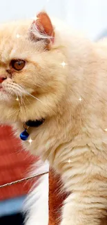 Fluffy Persian cat with a blue collar on a ledge.