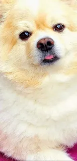 Fluffy Pomeranian dog on a bright pink background, tongue out.