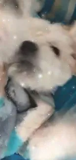 Fluffy white puppy on a cozy blue blanket with starry sparkles.