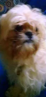 Adorable fluffy puppy sitting on a vibrant blue sofa.