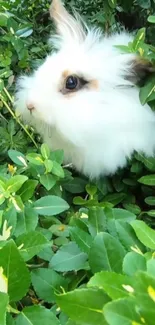 Fluffy white rabbit nestled in green leaves, perfect nature wallpaper.