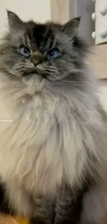 Fluffy ragdoll cat with blue eyes against a neutral background.