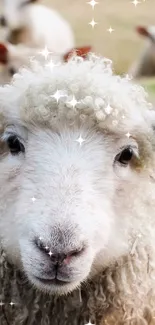 Fluffy sheep grazing in a green field.