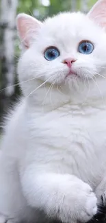 Adorable white cat with blue eyes in a forest setting.