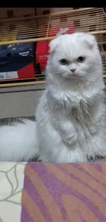 Fluffy white cat sitting on the floor, looking curious.