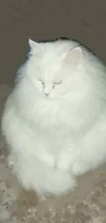 Fluffy white cat sitting on a soft surface.