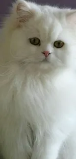 Fluffy white cat sitting gracefully.