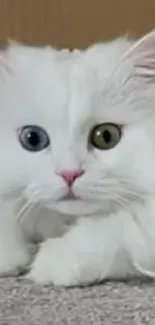 Fluffy white cat resting on a carpet.