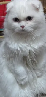 Fluffy white cat sitting adorably with a curious expression.