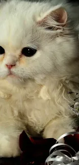 Fluffy white cat with dark eyes on a decorative background.