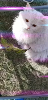 Fluffy white cat sitting on green grass with leaf shadow.