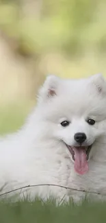 Fluffy white dog sitting on grass in a natural setting.