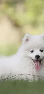 Fluffy white dog laying on grass in nature scene.