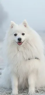 Fluffy white dog sitting on snowy ground, looking happy.