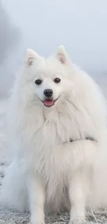 Fluffy white dog sitting in snowy field.