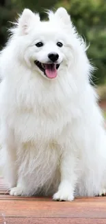 Fluffy white dog sitting on bench in nature.