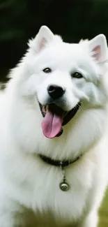 Fluffy white dog smiling outdoors as a mobile wallpaper.