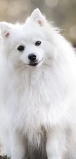 Fluffy white dog sitting outdoors, looking adorable.